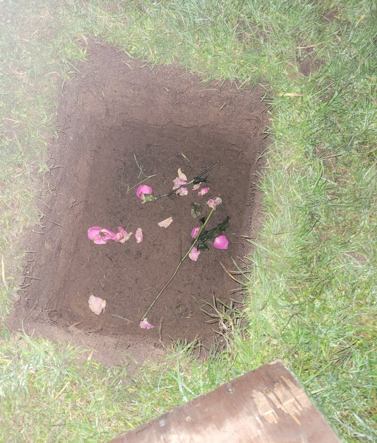 Pink roses and petals placed in a small patch of earth